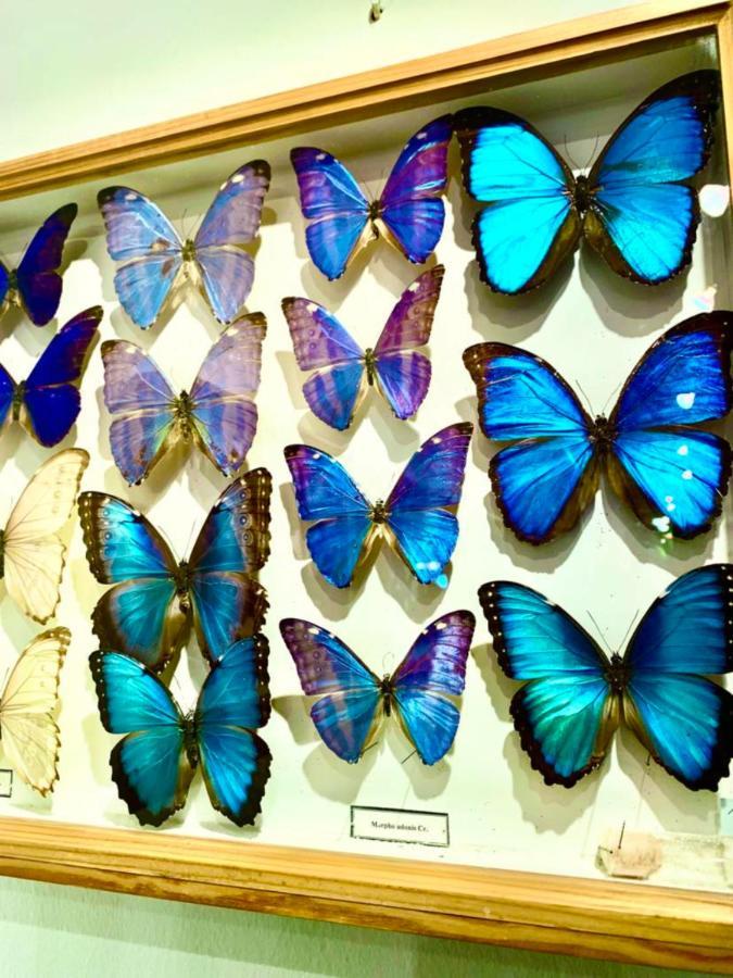 Villa Butterfly บูดาเปสต์ ภายนอก รูปภาพ