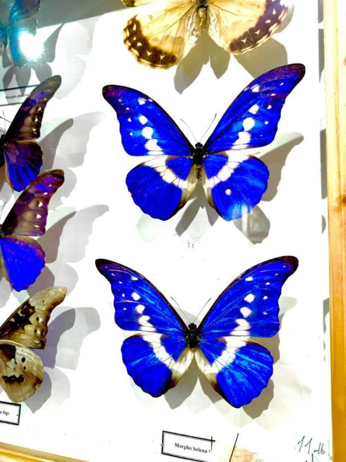 Villa Butterfly บูดาเปสต์ ภายนอก รูปภาพ